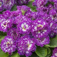 Примула Primula Balerina Purple Dawn
